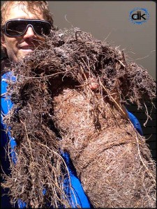 Tree roots pulled from blocked drain Sunshine Coast